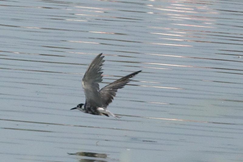 Fumarel común en El Hondo (S. Arroyo)